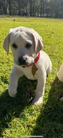 Labrador Retriever for sale by HUBBADUBLE