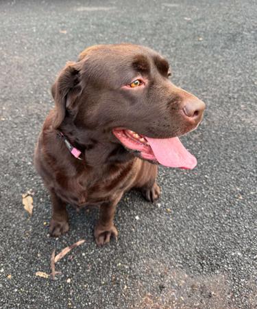 Labrador Retriever for sale by HUBBADUBLE