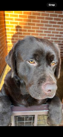 Labrador Retriever for sale by HUBBADUBLE