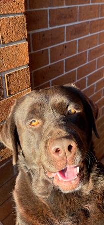 Labrador Retriever for sale by HUBBADUBLE