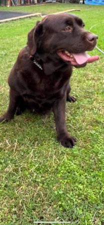 Labrador Retriever puppy for sale by HUBBADUBLE