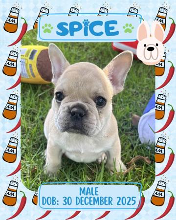 French Bulldog puppy for sale by CUPPYBABES20