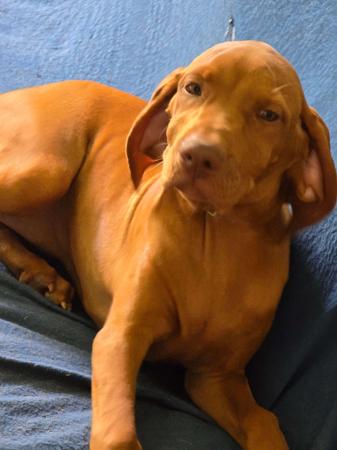 Hungarian Vizsla for sale by DURDAILLUKA