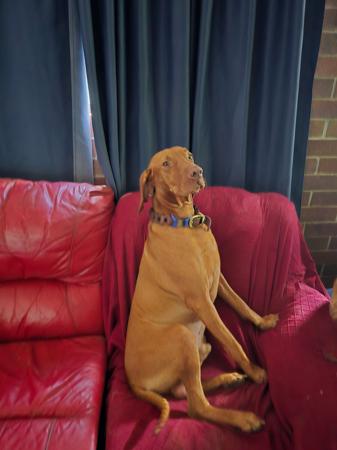 Hungarian Vizsla for sale by DURDAILLUKA