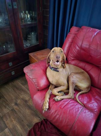 Hungarian Vizsla for sale by DURDAILLUKA