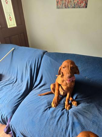 Hungarian Vizsla for sale by DURDAILLUKA