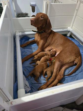 Hungarian Vizsla for sale by DURDAILLUKA
