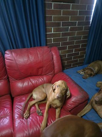 Hungarian Vizsla for sale by DURDAILLUKA
