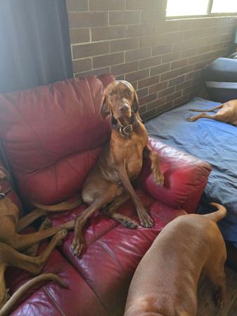 Hungarian Vizsla for sale by DURDAILLUKA