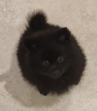 German Spitz (Mittel) puppy for sale by ORIGINS