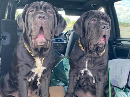 Neapolitan Mastiff for sale by BELLANCIA