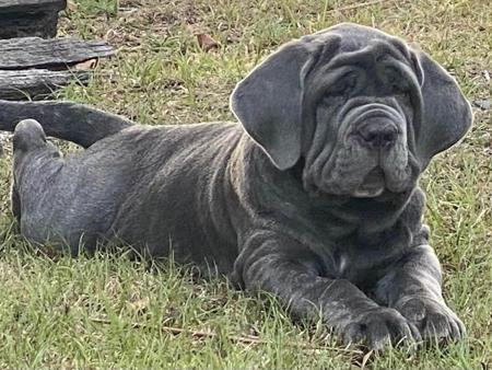 Neapolitan Mastiff for sale by BELLANCIA