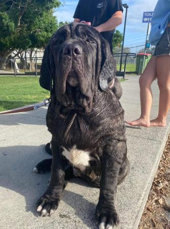 Neapolitan Mastiff for sale by BELLANCIA