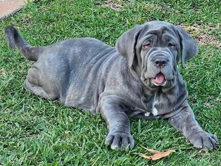 Neapolitan Mastiff for sale by BELLANCIA