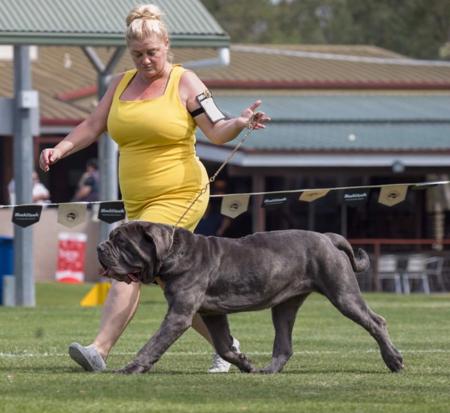 Neapolitan Mastiff for sale by BELLEAMEFRANK