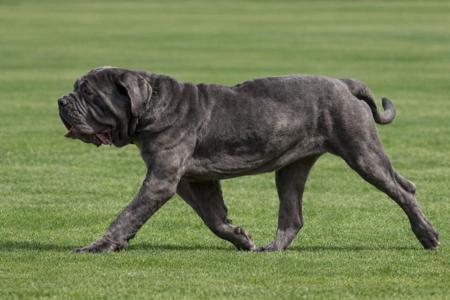 Neapolitan Mastiff for sale by BELLANCIA