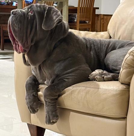 Neapolitan Mastiff dog for sale by BELLEAMEFRANK