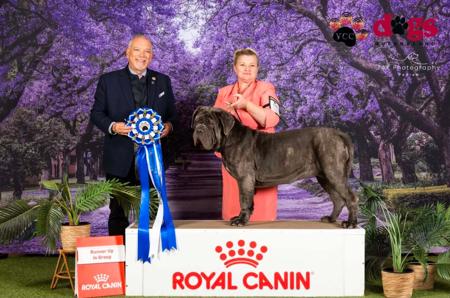Neapolitan Mastiff for sale by BELLEAMEFRANK