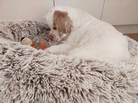 Clumber Spaniel for sale by HIGHTARN