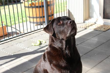 Clumber Spaniel for sale by HIGHTARN