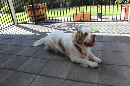 Clumber Spaniel for sale by HIGHTARN