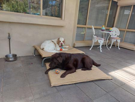 Clumber Spaniel for sale by HIGHTARN