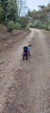 Clumber Spaniel for sale by HIGHTARN