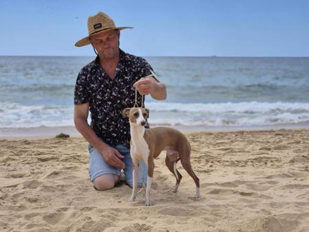 Italian Greyhound for sale by XARNEGO