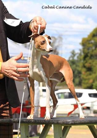 Italian Greyhound for sale by XARNEGO