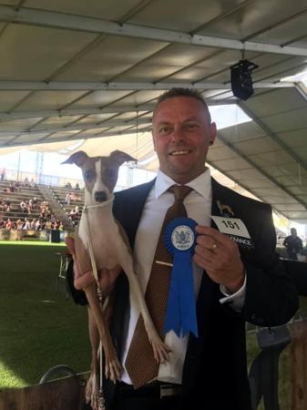 Italian Greyhound for sale by XARNEGO