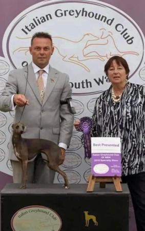 Italian Greyhound for sale by XARNEGO