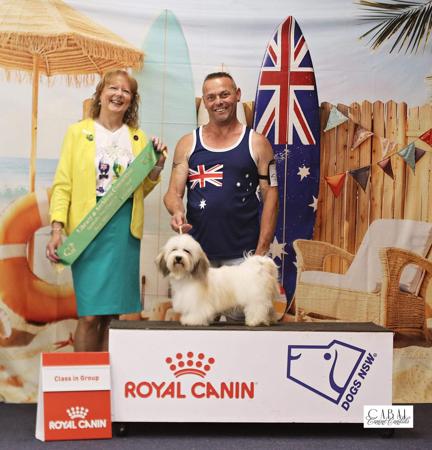 Havanese for sale by XARNEGO