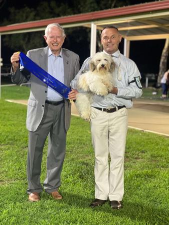 Havanese for sale by XARNEGO