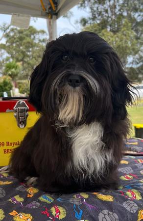 Havanese for sale by XARNEGO