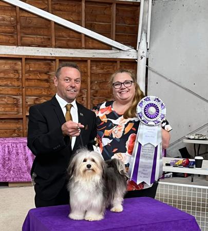 Havanese for sale by XARNEGO