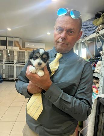 Havanese for sale by XARNEGO