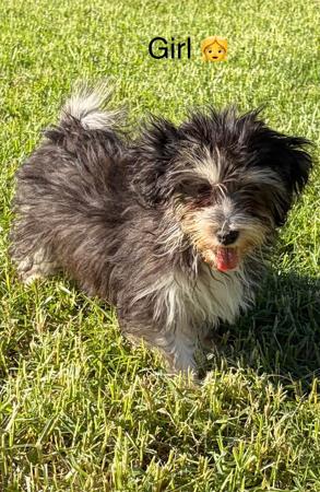 Havanese puppy for sale by XARNEGO