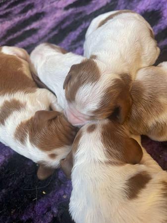 Welsh Springer Spaniel puppy for sale by MYCROFT