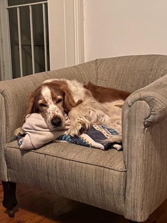 Welsh Springer Spaniel puppy for sale by MYCROFT