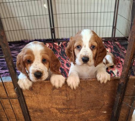 Welsh Springer Spaniel puppy for sale by MYCROFT