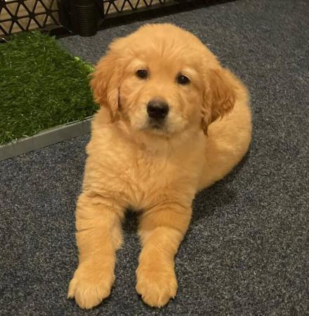 Golden Retriever puppy for sale by TARAKOTA