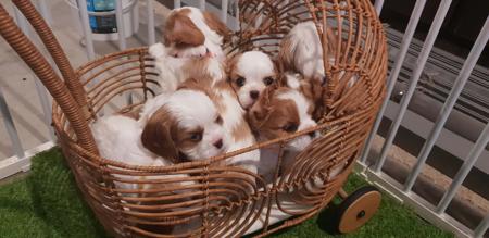 Cavalier King Charles Spaniel puppy for sale by MAGICKMANOR