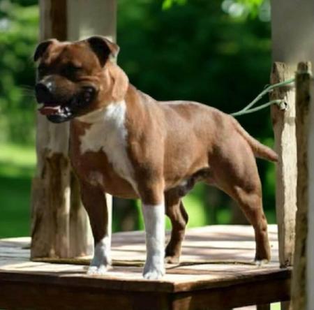 Staffordshire Bull Terrier for sale by LUVOFGRACE