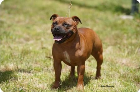 Staffordshire Bull Terrier for sale by LUVOFGRACE