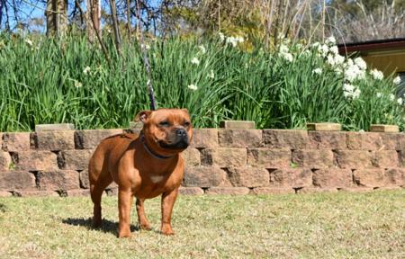 Staffordshire Bull Terrier for sale by LUVOFGRACE