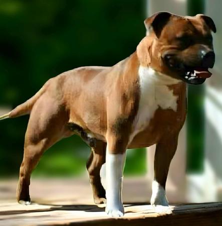 Staffordshire Bull Terrier for sale by LUVOFGRACE