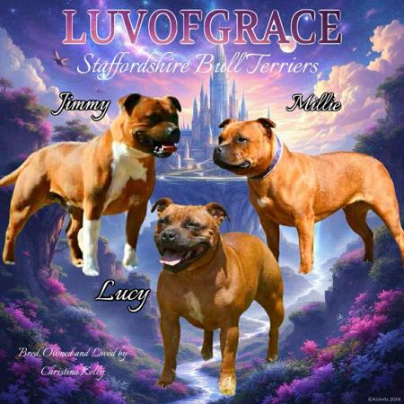 Staffordshire Bull Terrier for sale by JPKSTAFFY