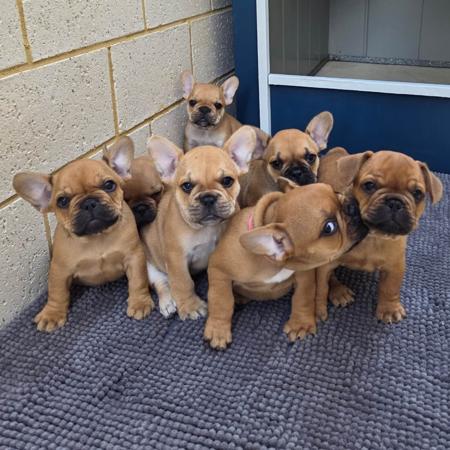 French Bulldog for sale by WHISKEYNPAWS