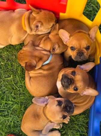French Bulldog for sale by WHISKEYNPAWS