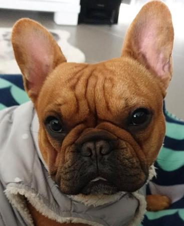 French Bulldog for sale by WHISKEYNPAWS